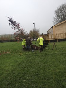  A select gang of worthy Villagers helped plant three trees beside the new Village Hall recently